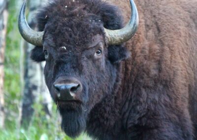 Moose Head Ranch Wildlife