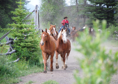 Moose Head Ranch WY - Horse Roundup