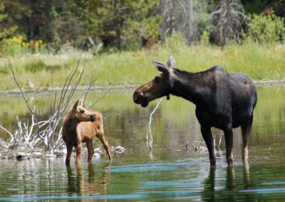 Moose Head Ranch Wildlife